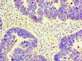 GNRH2 Antibody, HRP conjugated – Figure 1 of 1