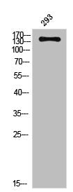 Western Blot analysis of 293 cells using Flk-1 Polyclonal Antibody