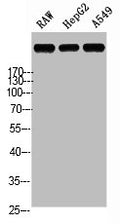 Western Blot analysis of RAW HepG2 A549 cells using Laminin α-5 Polyclonal Antibody