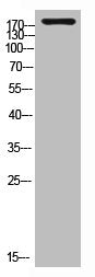 Western Blot analysis of customer's (cat sample) using Laminin γ-1 Polyclonal Antibody