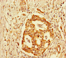 GPR183 Antibody, FITC conjugated – Figure 1 of 3