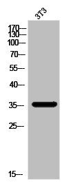 Western Blot analysis of 3T3 cells using Galectin-8 Polyclonal Antibody