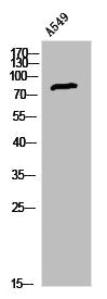 Western Blot analysis of A549 cells using LHR Polyclonal Antibody