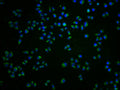 Immunofluorescence staining of Hela cells with CSB-PA009929LA01HU at 1:100, counter-stained with DAPI. The cells were fixed in 4% formaldehyde and blocked in 10% normal Goat Serum. The cells were then incubated with the antibody overnight at 4°C. The secondary antibody was Alexa Fluor 488-congugated AffiniPure Goat Anti-Rabbit IgG(H+L).