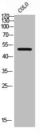Western Blot analysis of COLO cells using Smad2 Polyclonal Antibody