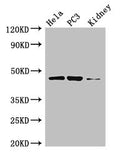 GSK3B Antibody, Biotin conjugated – Figure 1 of 2