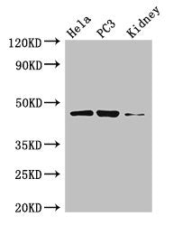 GSK3B Antibody, Biotin conjugated – Figure 1 of 2