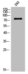 Western Blot analysis of NIH-3T3 cells using Phospho-Tau (S356) Polyclonal Antibody