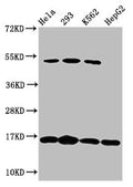 Western Blot
Positive WB detected in: Hela whole cell lysate, 293 whole cell lysate, K562 whole cell lysate, HepG2 whole cell lysate
All lanes: H2AFX antibody at 1.64µg/ml
Secondary
Goat polyclonal to rabbit IgG at 1/50000 dilution
Predicted band size: 16 kDa
Observed band size: 16 kDa