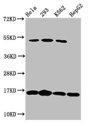 Western Blot
Positive WB detected in: Hela whole cell lysate, 293 whole cell lysate, K562 whole cell lysate, HepG2 whole cell lysate
All lanes: H2AFX antibody at 1.64µg/ml
Secondary
Goat polyclonal to rabbit IgG at 1/50000 dilution
Predicted band size: 16 kDa
Observed band size: 16 kDa