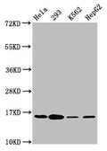 Western Blot
Positive WB detected in: Hela whole cell lysate, 293 whole cell lysate, K562 whole cell lysate, HepG2 whole cell lysate
All lanes: H2AFX antibody at 1.8µg/ml
Secondary
Goat polyclonal to rabbit IgG at 1/50000 dilution
Predicted band size: 16 kDa
Observed band size: 16 kDa