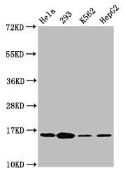 Western Blot
Positive WB detected in: Hela whole cell lysate, 293 whole cell lysate, K562 whole cell lysate, HepG2 whole cell lysate
All lanes: H2AFX antibody at 1.8µg/ml
Secondary
Goat polyclonal to rabbit IgG at 1/50000 dilution
Predicted band size: 16 kDa
Observed band size: 16 kDa