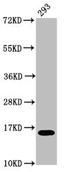 Western Blot
Positive WB detected in: 293 whole cell lysate
All lanes: H2AFX antibody at 0.12µg/ml
Secondary
Goat polyclonal to rabbit IgG at 1/50000 dilution
Predicted band size: 16 kDa
Observed band size: 16 kDa