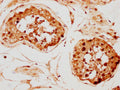 IHC image of CSB-PA010097PA142nphHU diluted at 1:20 and staining in paraffin-embedded human testis tissue performed on a Leica BondTM system. After dewaxing and hydration, antigen retrieval was mediated by high pressure in a citrate buffer (pH 6.0). Section was blocked with 10% normal goat serum 30min at RT. Then primary antibody (1% BSA) was incubated at 4°C overnight. The primary is detected by a biotinylated secondary antibody and visualized using an HRP conjugated SP system.