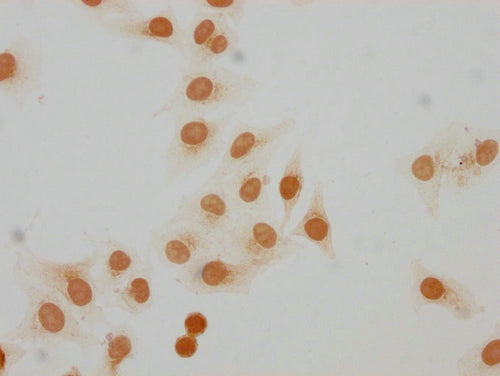Immunocytochemistry analysis of CSB-PA010100OA07me1HU diluted at 1:20 and staining in Hela cells performed on a Leica BondTM system. The cells were fixed in 4% formaldehyde, permeabilized using 0.2% Triton X-100 and blocked with 10% normal goat serum 30min at RT. Then primary antibody (1% BSA) was incubated at 4°C overnight. The primary is detected by a biotinylated secondary antibody and visualized using an HRP conjugated SP system.