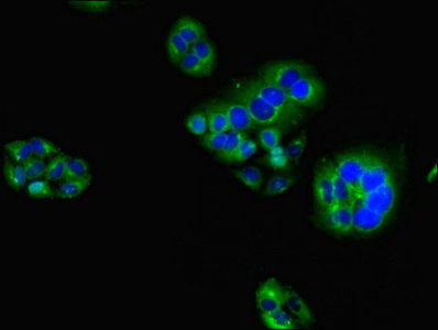 HAVCR2 Antibody, FITC conjugated – Figure 1 of 1