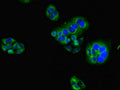 HAVCR2 Antibody, HRP conjugated – Figure 1 of 1