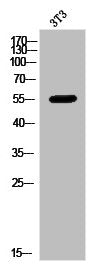 Western Blot analysis of 3T3 cells using MMP-8 Polyclonal Antibody