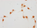 Immunocytochemistry analysis of CSB-PA010377OA17phHU diluted at 1:25 and staining in Hela cells(treated with 50nM Calyculin A for 30min) performed on a Leica BondTM system. The cells were fixed in 4% formaldehyde, permeabilized using 0.2% Triton X-100 and blocked with 10% normal goat serum 30min at RT. Then primary antibody (1% BSA) was incubated at 4°C overnight. The primary is detected by a biotinylated secondary antibody and visualized using an HRP conjugated SP system.