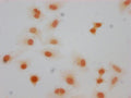 Immunocytochemistry analysis of CSB-PA010377OA66forHU diluted at 1:10 and staining in Hela cells(treated with 30mM sodium butyrate for 4h) performed on a Leica BondTM system. The cells were fixed in 4% formaldehyde, permeabilized using 0.2% Triton X-100 and blocked with 10% normal goat serum 30min at RT. Then primary antibody (1% BSA) was incubated at 4°C overnight. The primary is detected by a biotinylated secondary antibody and visualized using an HRP conjugated SP system.