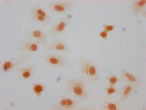 Immunocytochemistry analysis of CSB-PA010377OA66forHU diluted at 1:10 and staining in Hela cells(treated with 30mM sodium butyrate for 4h) performed on a Leica BondTM system. The cells were fixed in 4% formaldehyde, permeabilized using 0.2% Triton X-100 and blocked with 10% normal goat serum 30min at RT. Then primary antibody (1% BSA) was incubated at 4°C overnight. The primary is detected by a biotinylated secondary antibody and visualized using an HRP conjugated SP system.
