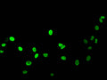 Acetyl-HIST1H1B (K16) Antibody – Figure 1 of 2