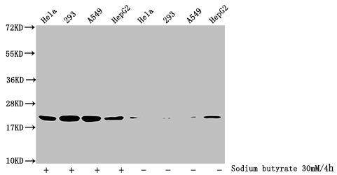 Western Blot
Detected samples: Hela whole cell lysate, 293 whole cell lysate, A549 whole cell lysate, HepG2 whole cell lysate; Untreated (-) or treated (+) with 30mM sodium butyrate for 4h
All lanes: HIST1H1C antibody at 3.5µg/ml
Secondary
Goat polyclonal to rabbit IgG at 1/50000 dilution
Predicted band size: 22 kDa
Observed band size: 22 kDa