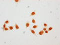 Immunocytochemistry analysis of CSB-PA010378OA116hibHU diluted at 1:50 and staining in Hela cells (treated with 30mM sodium butyrate for 4h) performed on a Leica BondTM system. The cells were fixed in 4% formaldehyde, permeabilized using 0.2% Triton X-100 and blocked with 10% normal goat serum 30min at RT. Then primary antibody (1% BSA) was incubated at 4&deg;C overnight. The primary is detected by a biotinylated secondary antibody and visualized using an HRP conjugated SP system.