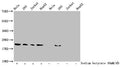 Western Blot
Detected samples: Hela whole cell lysate, 293 whole cell lysate, Jurkat whole cell lysate, HepG2 whole cell lysate; Untreated (-) or treated (+) with 30mM sodium butyrate for 4h
All lanes: HIST1H1C antibody at 1:100
Secondary
Goat polyclonal to rabbit IgG at 1/50000 dilution
Predicted band size: 22 kDa
Observed band size: 22 kDa
