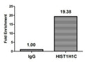 Chromatin Immunoprecipitation Hela (10<sup>6</sup>, treated with 30mM sodium butyrate for 4h) were treated with Micrococcal Nuclease, sonicated, and immunoprecipitated with 5µg anti-HIST1H1C (CSB-PA010378OA74forHU) or a control normal rabbit IgG. The resulting ChIP DNA was quantified using real-time PCR with primers against the β-Globin promoter.