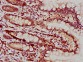 IHC image of CSB-PA010378PA25nhibHU diluted at 1:10 and staining in paraffin-embedded human small intestine tissue performed on a Leica BondTM system. After dewaxing and hydration, antigen retrieval was mediated by high pressure in a citrate buffer (pH 6.0). Section was blocked with 10% normal goat serum 30min at RT. Then primary antibody (1% BSA) was incubated at 4°C overnight. The primary is detected by a biotinylated secondary antibody and visualized using an HRP conjugated SP system.