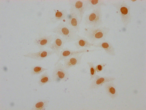 Immunocytochemistry analysis of CSB-PA010379OA16me1HU diluted at 1:25 and staining in Hela cells performed on a Leica BondTM system. The cells were fixed in 4% formaldehyde, permeabilized using 0.2% Triton X-100 and blocked with 10% normal goat serum 30min at RT. Then primary antibody (1% BSA) was incubated at 4°C overnight. The primary is detected by a biotinylated secondary antibody and visualized using an HRP conjugated SP system.
