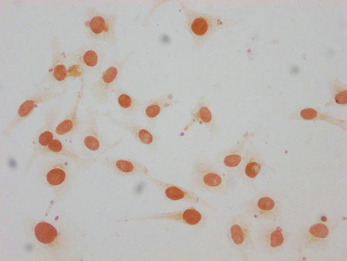 Immunocytochemistry analysis of CSB-PA010380OA147me1HU diluted at 1:15 and staining in Hela cells performed on a Leica BondTM system. The cells were fixed in 4% formaldehyde, permeabilized using 0.2% Triton X-100 and blocked with 10% normal goat serum 30min at RT. Then primary antibody (1% BSA) was incubated at 4°C overnight. The primary is detected by a biotinylated secondary antibody and visualized using an HRP conjugated SP system.