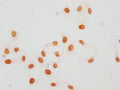 Immunocytochemistry analysis of CSB-PA010380OA45acHU diluted at 1:15 and staining in Hela cells(treated with 30mM sodium butyrate for 4h) performed on a Leica BondTM system. The cells were fixed in 4% formaldehyde, permeabilized using 0.2% Triton X-100 and blocked with 10% normal goat serum 30min at RT. Then primary antibody (1% BSA) was incubated at 4°C overnight. The primary is detected by a biotinylated secondary antibody and visualized using an HRP conjugated SP system.