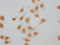 Immunocytochemistry analysis of CSB-PA010380OA62forHU diluted at 1:10 and staining in Hela cells(treated with 30mM sodium butyrate for 4h) performed on a Leica BondTM system. The cells were fixed in 4% formaldehyde, permeabilized using 0.2% Triton X-100 and blocked with 10% normal goat serum 30min at RT. Then primary antibody (1% BSA) was incubated at 4°C overnight. The primary is detected by a biotinylated secondary antibody and visualized using an HRP conjugated SP system.