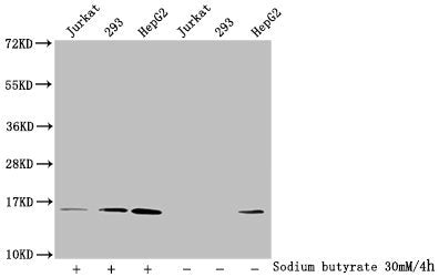 Western Blot
Detected samples: Jurkat whole cell lysate, 293 whole cell lysate, HepG2 whole cell lysate; Untreated (-) or treated (+) with 30mM sodium butyrate for 4h
All lanes: HIST1H2AG antibody at 1:100
Secondary
Goat polyclonal to rabbit IgG at 1/50000 dilution
Predicted band size: 15 kDa
Observed band size: 15 kDa
