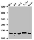 Western Blot
Positive WB detected in: Hela whole cell lysate, 293 whole cell lysate, A549 whole cell lysate, Jurkat whole cell lysate, HepG2 whole cell lysate (all treated with 30mM sodium butyrate for 4h)
All lanes: HIST1H2AG antibody at 1.25µg/ml
Secondary
Goat polyclonal to rabbit IgG at 1/50000 dilution
Predicted band size: 15 kDa
Observed band size: 15 kDa