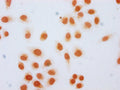 Immunocytochemistry analysis of CSB-PA010389OA36hibHU diluted at 1:20 and staining in Hela cells (treated with 30mM sodium butyrate for 4h) performed on a Leica BondTM system. The cells were fixed in 4% formaldehyde, permeabilized using 0.2% Triton X-100 and blocked with 10% normal goat serum 30min at RT. Then primary antibody (1% BSA) was incubated at 4&deg;C overnight. The primary is detected by a biotinylated secondary antibody and visualized using an HRP conjugated SP system.