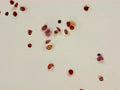 Immunocytochemistry analysis of Hela cells using CSB-PA010402OA16acHU at dilution of 1:100