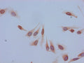 Immunocytochemistry analysis of Hela cells using CSB-PA010402PA05acHU at dilution of 1:100