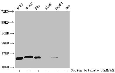 Western Blot
Detected samples: K562 whole cell lysate, HepG2 whole cell lysate, 293 whole cell lysate; Untreated (-) or treated (+) with 30mM sodium butyrate for 4h
All lanes: HIST1H2BC antibody at 1:300
Secondary
Goat polyclonal to rabbit IgG at 1/50000 dilution
Predicted band size: 14 kDa
Observed band size: 14 kDa