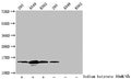 Western Blot
Detected samples: 293 whole cell lysate, A549 whole cell lysate, K562 whole cell lysate; Untreated (-) or treated (+) with 30mM sodium butyrate for 4h
All lanes: HIST1H2BC antibody at 1:100
Secondary
Goat polyclonal to rabbit IgG at 1/50000 dilution
Predicted band size: 14 kDa
Observed band size: 14 kDa