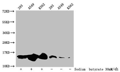 Western Blot
Detected samples: 293 whole cell lysate, A549 whole cell lysate, K562 whole cell lysate; Untreated (-) or treated (+) with 30mM sodium butyrate for 4h
All lanes: HIST1H2BC antibody at 1:100
Secondary
Goat polyclonal to rabbit IgG at 1/50000 dilution
Predicted band size: 14 kDa
Observed band size: 14 kDa