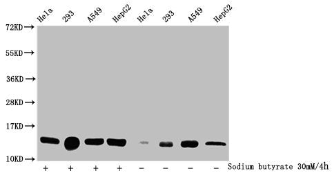 Western Blot
Detected samples: Hela whole cell lysate, 293 whole cell lysate, A549 whole cell lysate, HepG2 whole cell lysate; Untreated (-) or treated (+) with 30mM sodium butyrate for 4h
All lanes: HIST1H2BC antibody at 1:100
Secondary
Goat polyclonal to rabbit IgG at 1/50000 dilution
Predicted band size: 14 kDa
Observed band size: 14 kDa