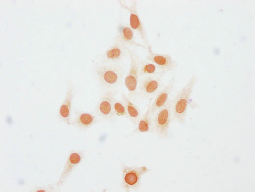 Immunocytochemistry analysis of CSB-PA010403PA23me1HU diluted at 1:15 and staining in Hela cells performed on a Leica BondTM system. The cells were fixed in 4% formaldehyde, permeabilized using 0.2% Triton X-100 and blocked with 10% normal goat serum 30min at RT. Then primary antibody (1% BSA) was incubated at 4°C overnight. The primary is detected by a biotinylated secondary antibody and visualized using an HRP conjugated SP system.