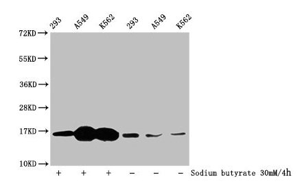 Western Blot
Detected samples: 293 whole cell lysate, A549 whole cell lysate, K562 whole cell lysate; Untreated (-) or treated (+) with 30mM sodium butyrate for 4h
All lanes: HIST1H3A antibody at 1:100
Secondary
Goat polyclonal to rabbit IgG at 1/50000 dilution
Predicted band size: 16 kDa
Observed band size: 16 kDa