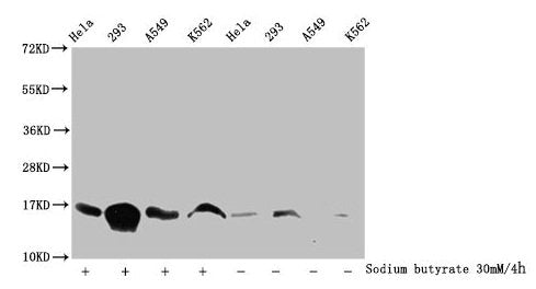 Western Blot
Detected samples: Hela whole cell lysate, 293 whole cell lysate, A549 whole cell lysate, K562 whole cell lysate; Untreated (-) or treated (+) with 30mM sodium butyrate for 4h
All lanes: HIST1H3A antibody at 1:100
Secondary
Goat polyclonal to rabbit IgG at 1/50000 dilution
Predicted band size: 16 kDa
Observed band size: 16 kDa