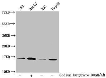 Western Blot
Detected samples: 293 whole cell lysate, HepG2 whole cell lysate; Untreated (-) or treated (+) with 30mM sodium butyrate for 4h
All lanes: HIST1H3A antibody at 1:2000
Secondary
Goat polyclonal to rabbit IgG at 1/50000 dilution
Predicted band size: 16 kDa
Observed band size: 16 kDa