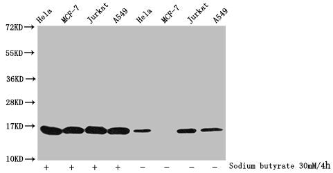Western Blot
Detected samples: Hela whole cell lysate, MCF-7 whole cell lysate, Jurkat whole cell lysate, A549 whole cell lysate; Untreated (-) or treated (+) with 30mM sodium butyrate for 4h
All lanes: HIST1H3A antibody at 1:100
Secondary
Goat polyclonal to rabbit IgG at 1/40000 dilution
Predicted band size: 16 kDa
Observed band size: 16 kDa