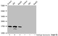 Western Blot
Detected samples: Jurkat whole cell lysate, 293 whole cell lysate, HepG2 whole cell lysate; Untreated (-) or treated (+) with 30mM sodium butyrate for 4h
All lanes: HIST1H3A antibody at 1:500
Secondary
Goat polyclonal to rabbit IgG at 1/40000 dilution
Predicted band size: 16 kDa
Observed band size: 16 kDa
